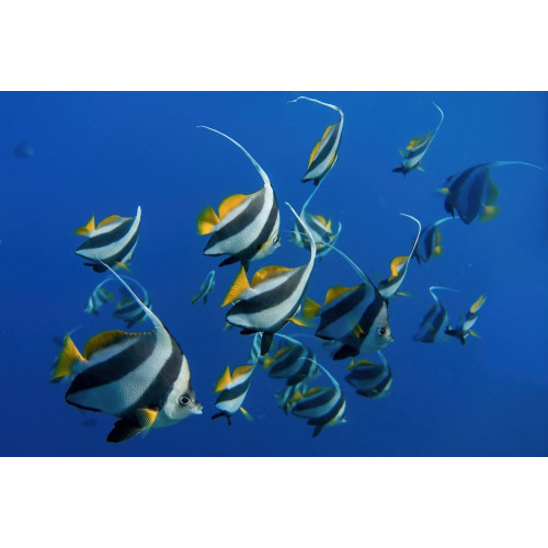 Pelcasa Schooling bannerfishes poster