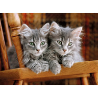 Produktbild för Clementoni Kittens Pussel 500 styck Djurliv