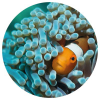 Miniatyr av produktbild för WallArt Tapet cirkelformad Nemo the Anemonefish 190 cm