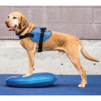 Produktbild för FitPAWS Balansplatta för hund 36 cm blå