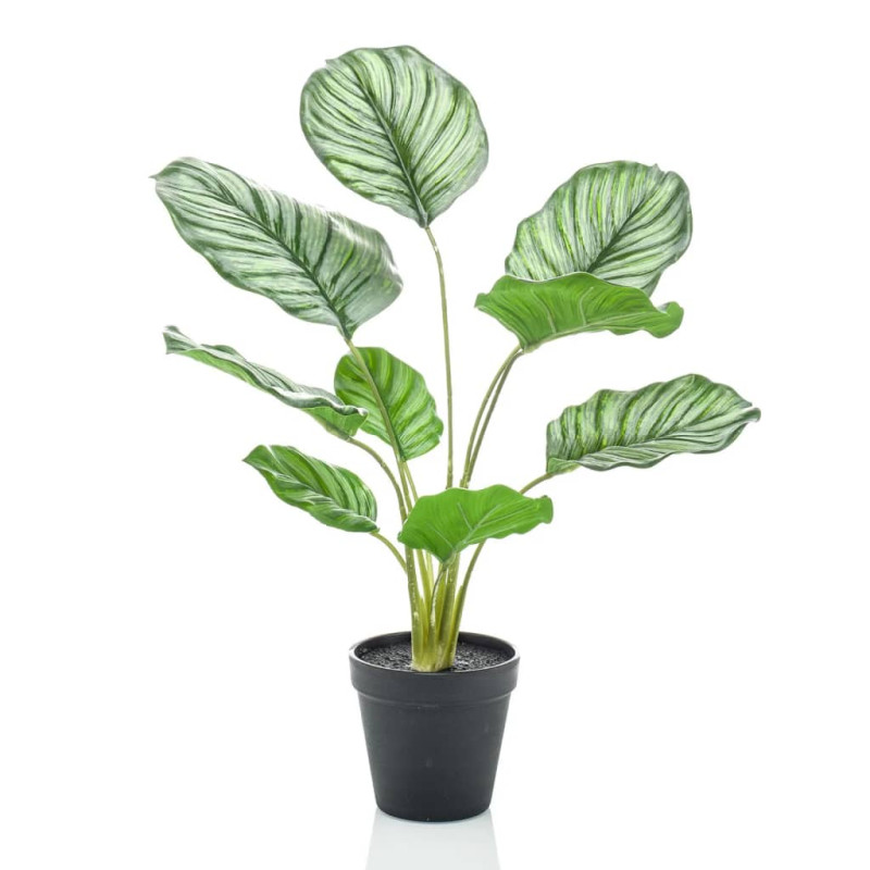 Produktbild för Emerald Konstväxt Calathea Orbifolia i kruka 45 cm