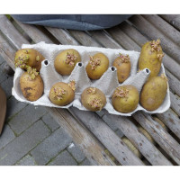 Produktbild för Nature Potatissäck för odling 37 L beige