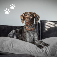 Produktbild för Madison Hundbädd Velvet 100x70x15 cm grå