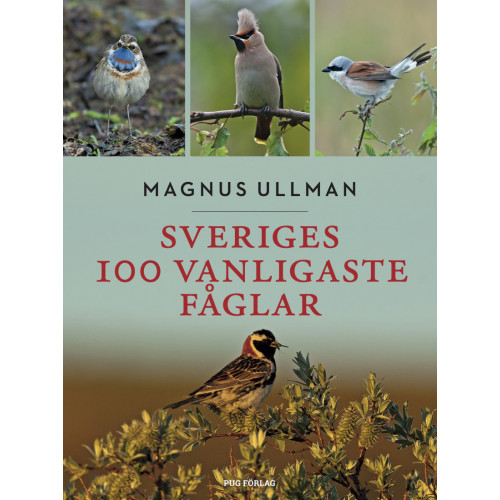 Magnus Ullman Sveriges 100 vanligaste fåglar (bok, flexband)