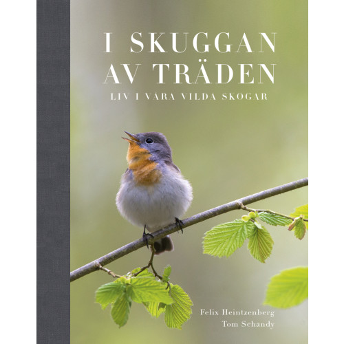 Felix Heintzenberg I Skuggan av träden : liv i våra vilda skogar (bok, halvklotband)