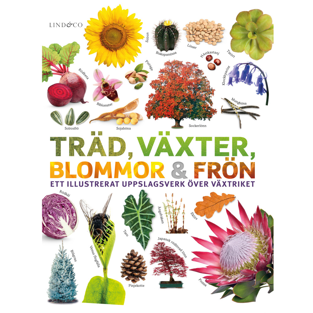 Produktbild för Träd, växter, blommor och frön : ett illustrerat uppslagsverk över växtriket (inbunden)