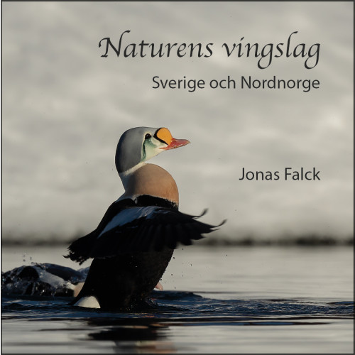 Jonas Falck Naturens vingslag – Sverige och Nordnorge (inbunden)