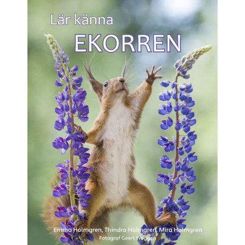 Emma Holmgren Lär känna ekorren (bok, kartonnage)
