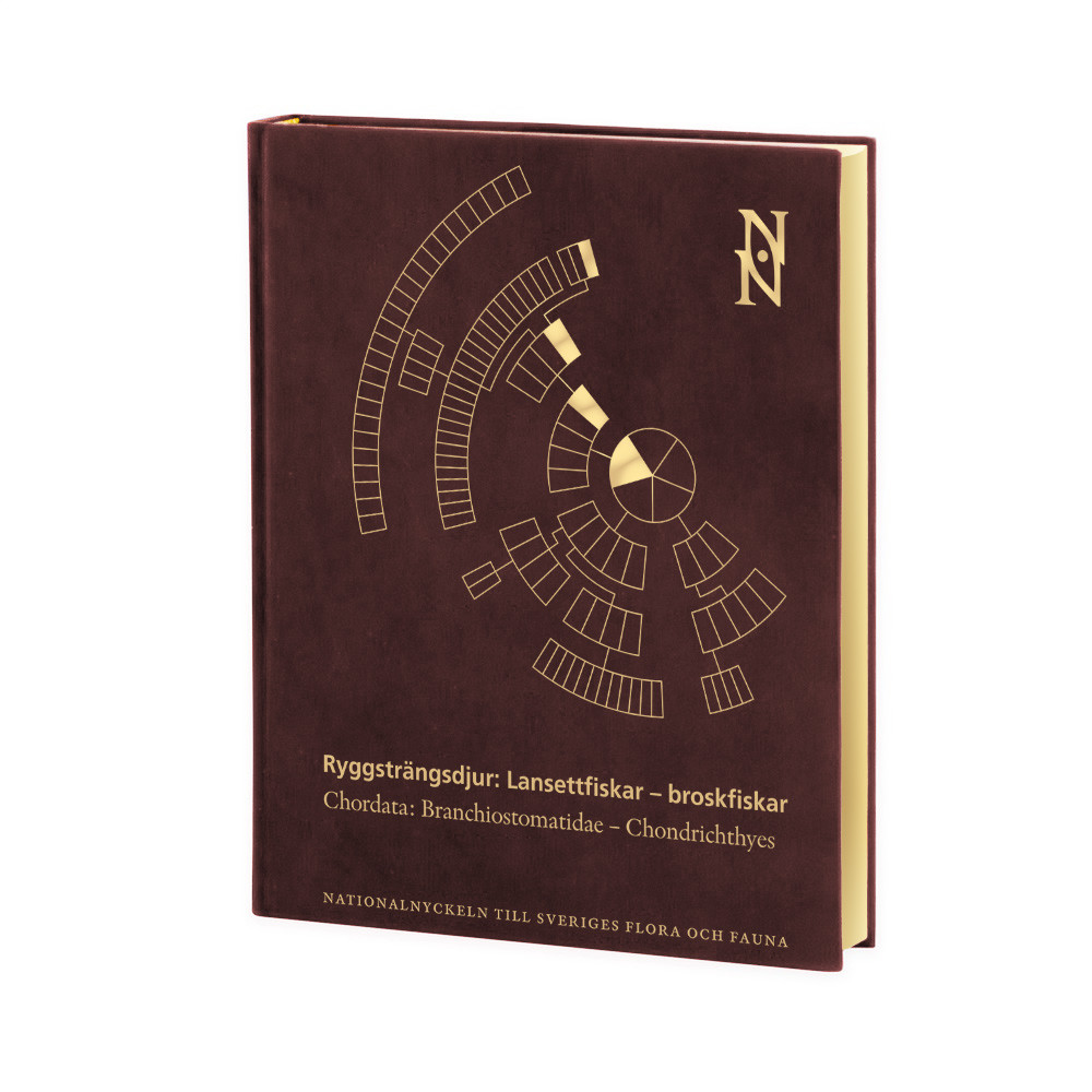 Produktbild för Ryggsträngsdjur : lansettfiskar - broskfiskar. Chordata : branchiostomatidae - chondrichthyes (bok, halvfranskt)