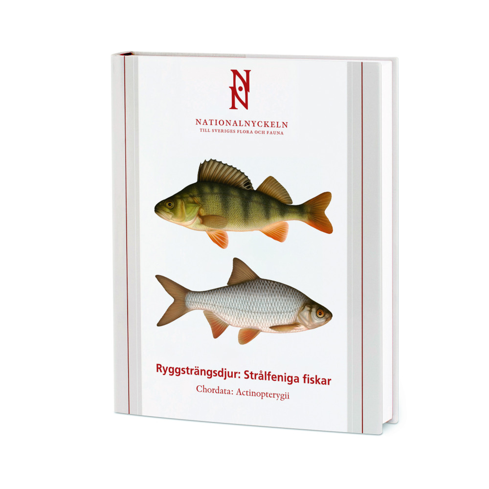 Produktbild för Ryggsträngsdjur : strålfeniga fiskar. Chordata : actinopterygii (inbunden)