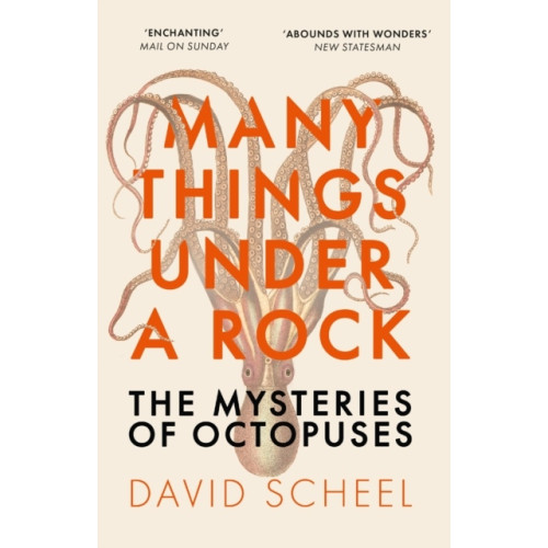 David Scheel Many Things Under a Rock (pocket, eng)