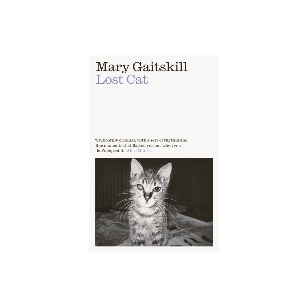 Produktbild för Lost Cat (häftad, eng)