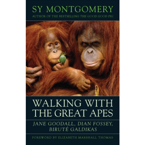 Chelsea Green Publishing Co Walking with the Great Apes (häftad, eng)