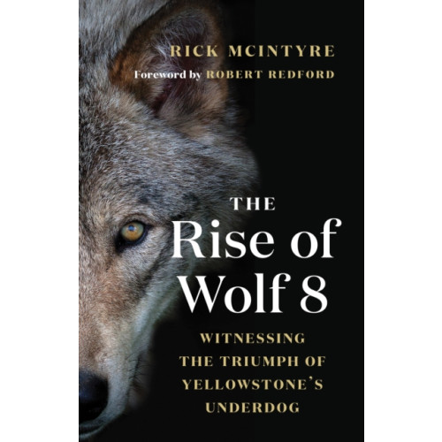 Greystone Books,Canada The Rise of Wolf 8 (häftad, eng)