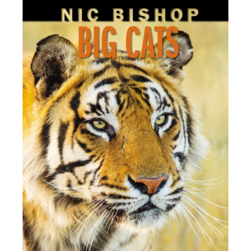 Scholastic Inc. Nic Bishop Big Cats (inbunden, eng)