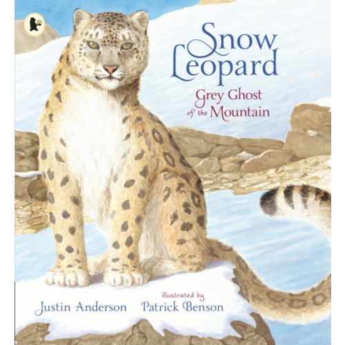 Walker Books Ltd Snow Leopard: Grey Ghost of the Mountain (häftad, eng)