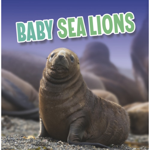 Capstone Global Library Ltd Baby Sea Lions (inbunden, eng)