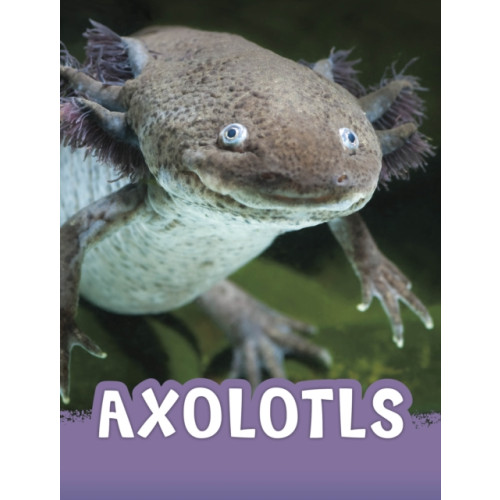 Capstone Global Library Ltd Axolotls (inbunden, eng)