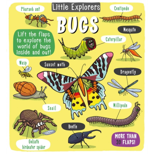 little bee books Little Explorers: Bugs (inbunden, eng)