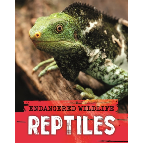 Hachette Children's Group Endangered Wildlife: Rescuing Reptiles (häftad, eng)