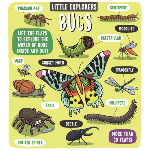 Templar Publishing Little Explorers: Bugs (bok, board book, eng)