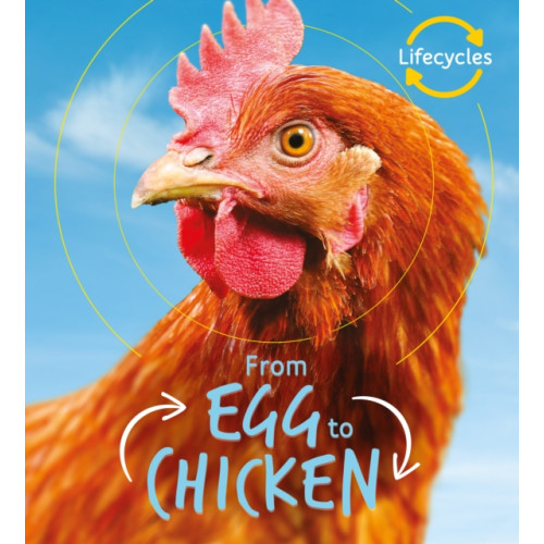 Quarto Publishing Plc Lifecycles: Egg to Chicken (häftad, eng)