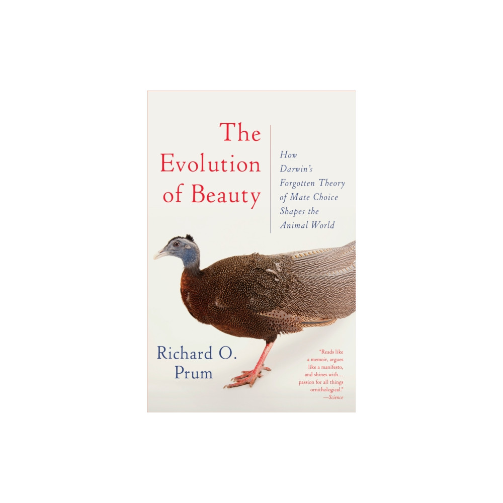 Produktbild för Evolution of Beauty (häftad, eng)