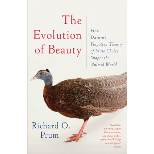 Random House USA Inc Evolution of Beauty (häftad, eng)