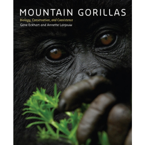 Johns Hopkins University Press Mountain Gorillas (inbunden, eng)