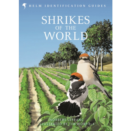 Bloomsbury Publishing PLC Shrikes of the World (inbunden, eng)