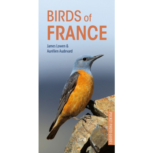 Bloomsbury Publishing PLC Birds of France (häftad, eng)