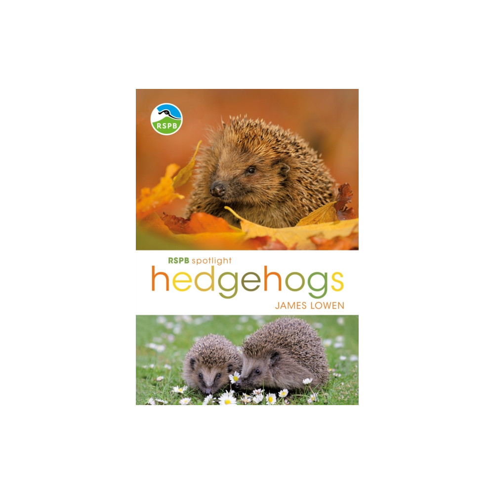 Produktbild för RSPB Spotlight Hedgehogs (häftad, eng)
