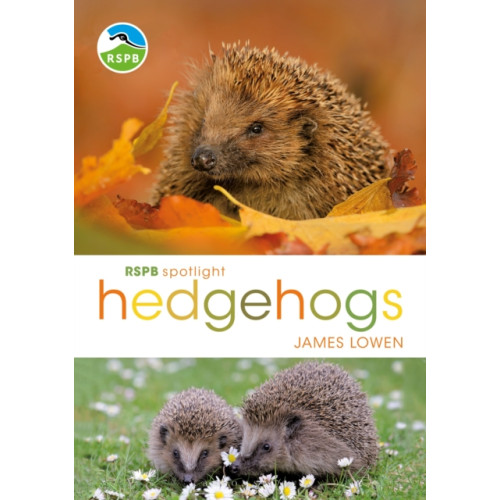 Bloomsbury Publishing PLC RSPB Spotlight Hedgehogs (häftad, eng)