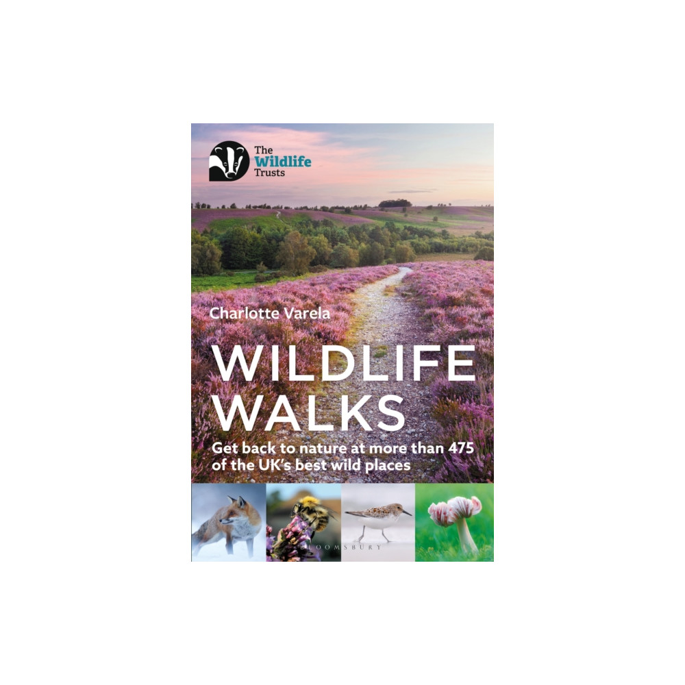 Produktbild för Wildlife Walks (häftad, eng)