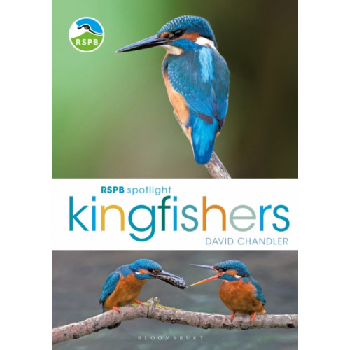Bloomsbury Publishing PLC RSPB Spotlight Kingfishers (häftad, eng)