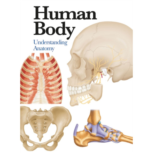 Amber Books Ltd Human Body (häftad, eng)