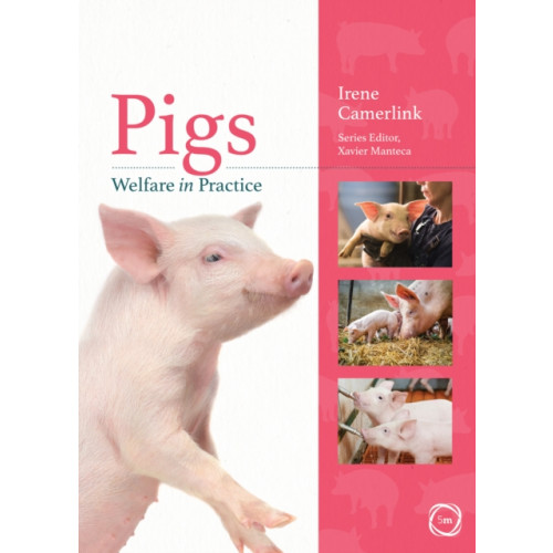 5M Books Ltd Pigs Welfare in Practice (häftad, eng)