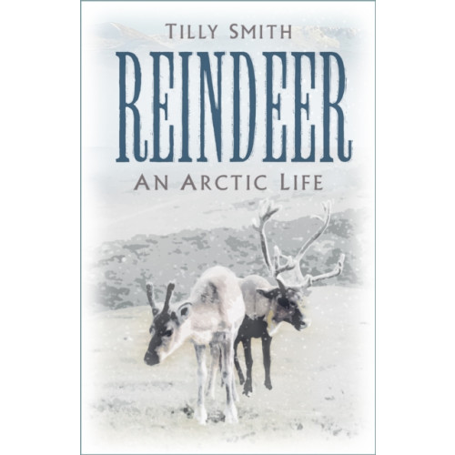 The History Press Ltd Reindeer (häftad, eng)