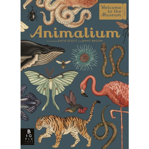 Templar Publishing Animalium (inbunden, eng)