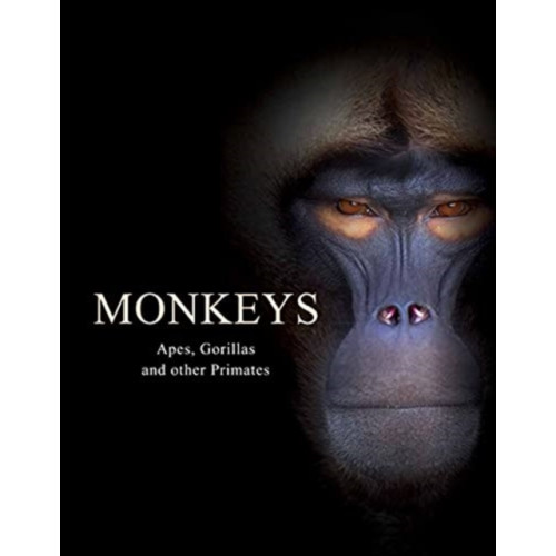 Amber Books Ltd Monkeys (inbunden, eng)