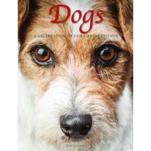 Amber Books Ltd Dogs (inbunden, eng)