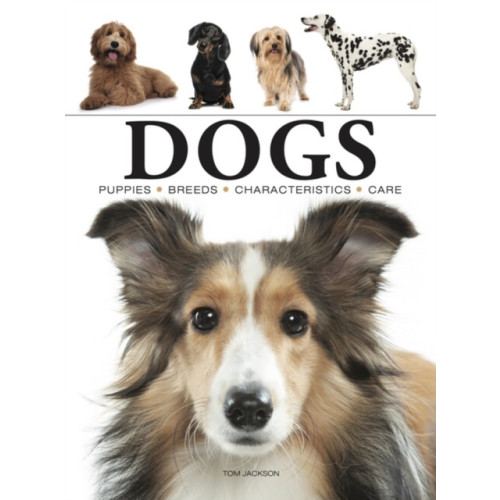 Amber Books Ltd Dogs (häftad, eng)