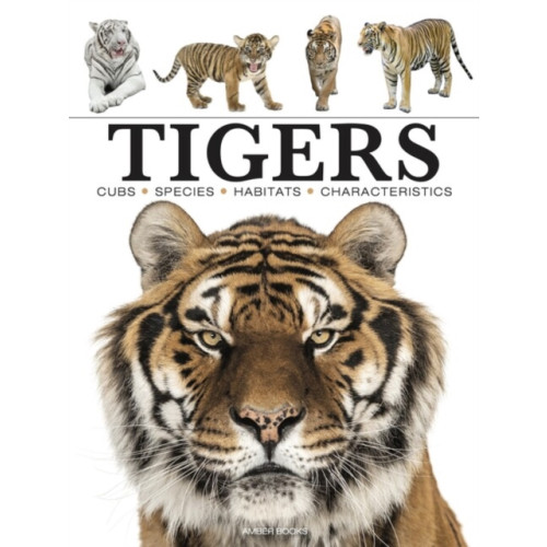 Amber Books Ltd Tigers (häftad, eng)