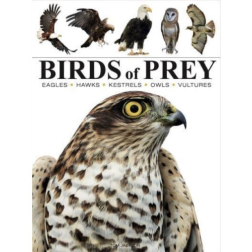 Amber Books Ltd Birds of Prey (häftad, eng)