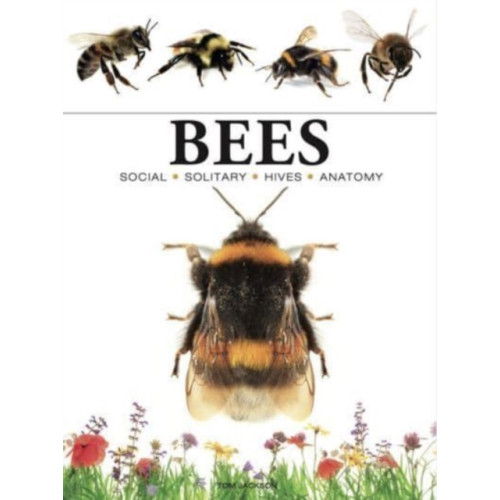 Amber Books Ltd Bees (häftad, eng)