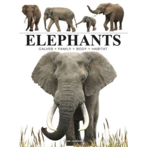 Amber Books Ltd Elephants (häftad, eng)