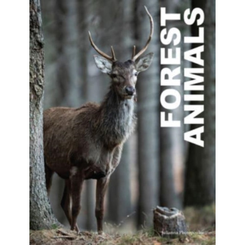 Amber Books Ltd Forest Animals (inbunden, eng)