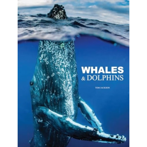 Amber Books Ltd Whales & Dolphins (inbunden, eng)