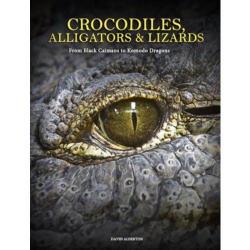 Amber Books Ltd Crocodiles, Alligators & Lizards (inbunden, eng)