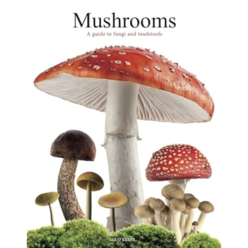 Amber Books Ltd Mushrooms (häftad, eng)